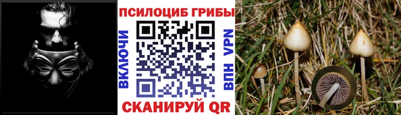 Галлюциногенные грибы Psilocybine cubensis Окуловка